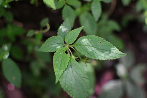 Achimenes warszewicziana (Achimenes warszewicziana)