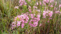 Agathosma odoratissima