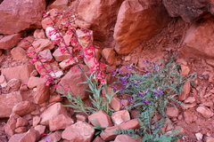 Penstemon utahensis