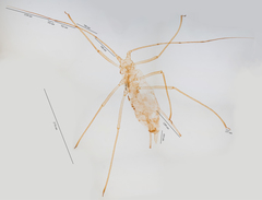Macrosiphum californicum