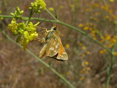 Hesperia lindseyi