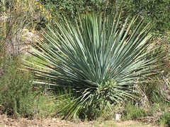 Hesperoyucca