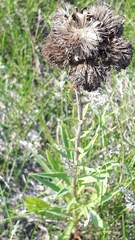Liatris ligulistylis