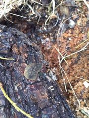 Pseudaneitea