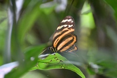 Melinaea lilis imitata