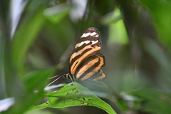 Melinaea lilis imitata