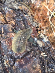 Pseudaneitea