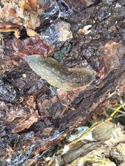 Pseudaneitea