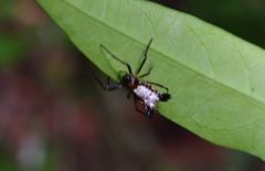 Micrathena duodecimspinosa