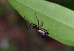 Micrathena duodecimspinosa
