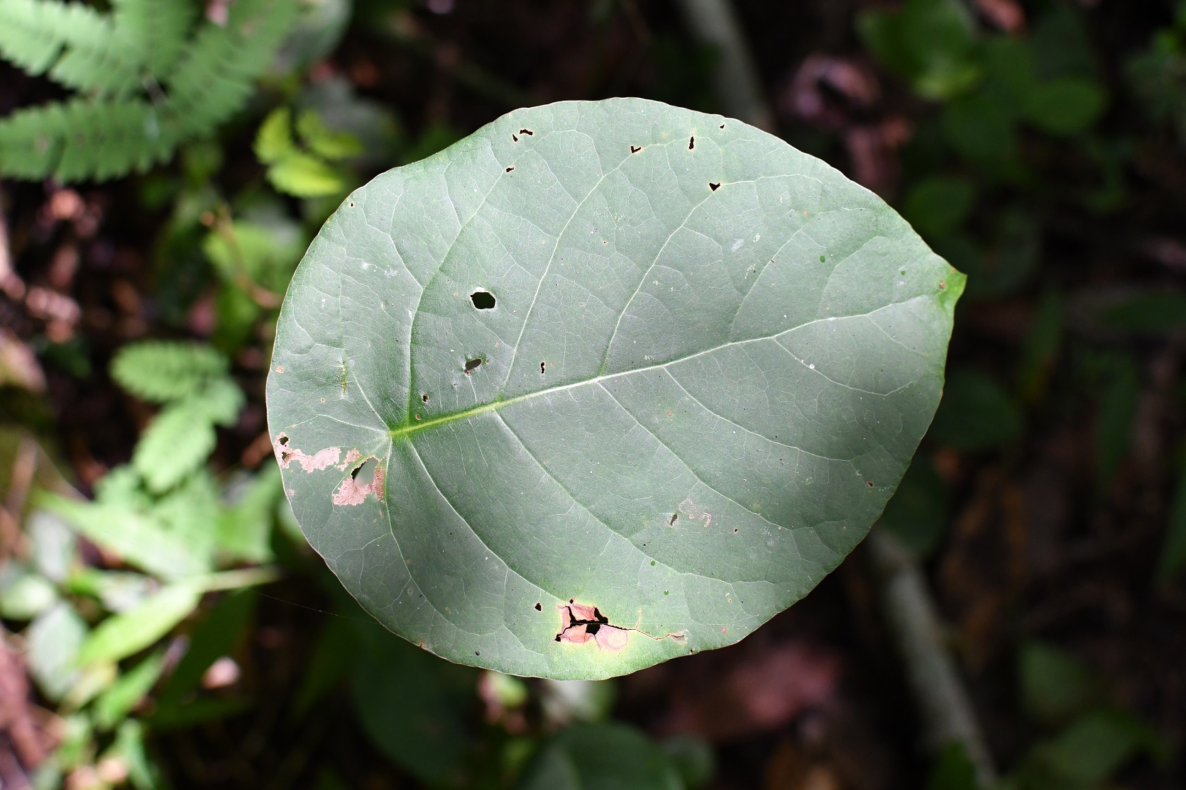 Roundleaf Treeweed (Coccoloba acapulcensis)