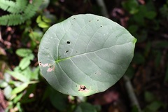 Coccoloba acapulcensis