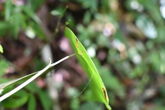 Coccoloba acapulcensis