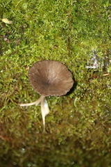 Ampulloclitocybe avellaneialba