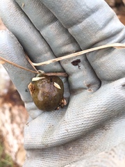 Pseudaneitea