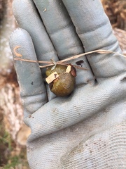 Pseudaneitea
