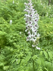 Corydalis caseana brandegeei
