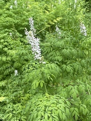 Corydalis caseana brandegeei
