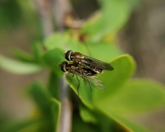 Toxomerus vertebratus