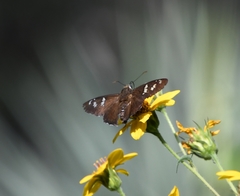 Apyrrothrix araxes
