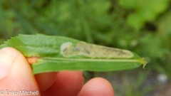Calycomyza solidaginis