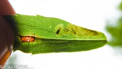 Calycomyza solidaginis