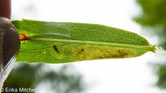 Calycomyza solidaginis