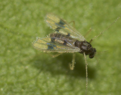 Polypedilum scalaenum