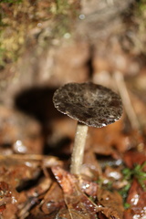 Ampulloclitocybe avellaneialba