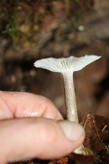 Ampulloclitocybe avellaneialba