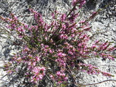 Erica inaequalis