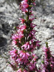 Erica inaequalis