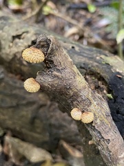 Pleuroflammula praestans