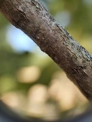 Phaeocalicium populneum