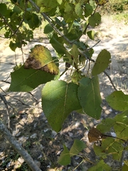 Phaeocalicium populneum