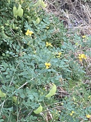Colutea