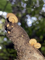 Pleuroflammula praestans