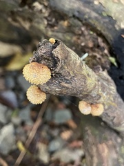 Pleuroflammula praestans