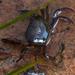 Smallspine River Crab - Photo (c) Tony Rebelo, some rights reserved (CC BY-SA), uploaded by Tony Rebelo