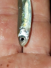 Notropis atherinoides