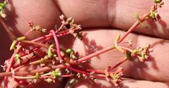 Crassula vaillantii