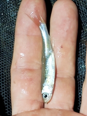 Notropis atherinoides