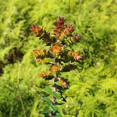 Epacris longiflora