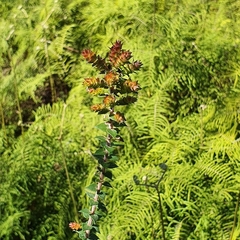 Epacris longiflora
