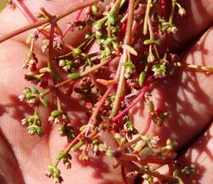 Crassula vaillantii