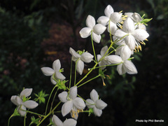 Thalictrum delavayi