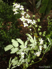 Thalictrum delavayi
