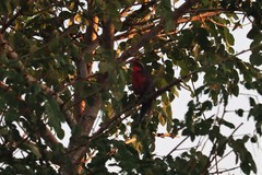 Rhodinocichla rosea