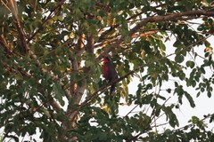 Rhodinocichla rosea