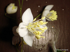 Thalictrum delavayi